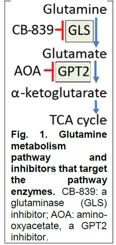 Glutamine metabolism pathway and inhibitors that target the pathway enzymes.