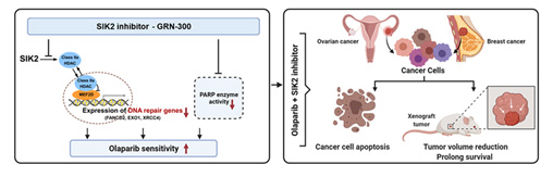 Figure 1. The combination of PARP inhibitors and SIK2 inhibitors provides a therapeutic strategy to enhance PARP inhibitor sensitivity for ovarian cancer.