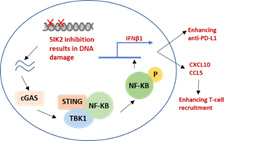 Figure 2. DNA damage through SIK2 inhibition activates the cGAS/STING pathway, leading to increase T-cell recruitment and anti-PD-L1 activity.