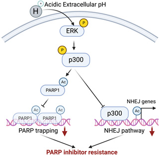 A working model by which acidic extracellular pH contributes to PARP inhibitor resistance.