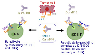 B10G5 (CuraB10) binds to sMIC and forms an immune activating agonist for NKG2D, in addition to eliminating immune suppressive effect of sMIC