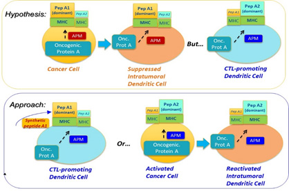 Figure 1. Central Concept:  Synchronizing the immunopeptidomes of activated DCs and cancer cells.