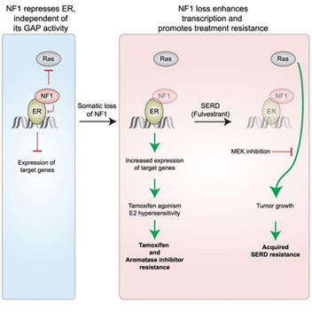 The key scientific premise is published in a Cancer Cell paper (Zheng et al 2020) and its graphic abstract