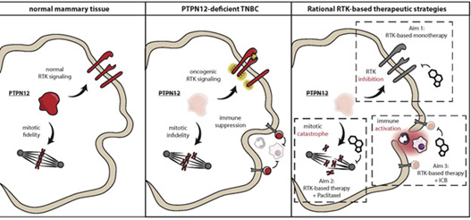 Normal mammary tissue, PTPN12-deficient TNBC, and Rational RTK-based therapeutic strategies
