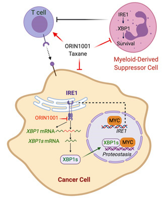 Translational pathway to bras well suited to those with atypical breast