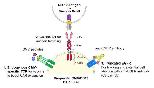 Figure 1. CMV-CD19 CAR T cell features