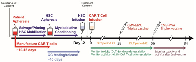 Figure 2. Treatment Schema for CMV-CD19CAR T cells with CMV vaccine following autologous transplant