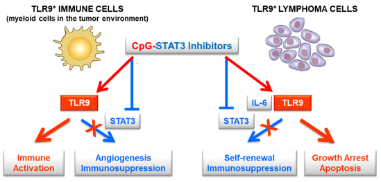 Figure 6. CpG-STAT3 inhibitors target both lymphoma cells and immune cells to simultaneously activate TLR9 and suppress STAT3