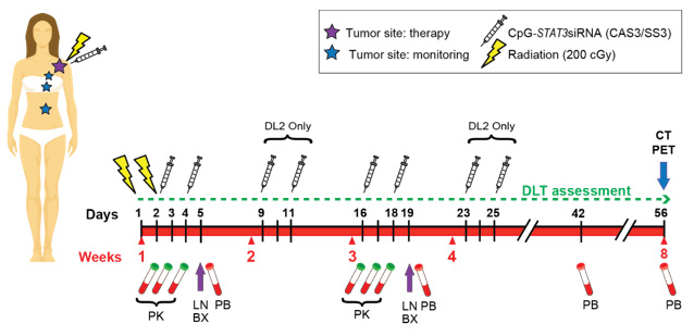 Figure 7. Treatment Schema for Phase 1 trial of CpG-STAT3 siRNA