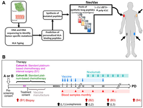 Schematic of induced neoantigen-specific T cell responses that could recognize autologous tumor cells.