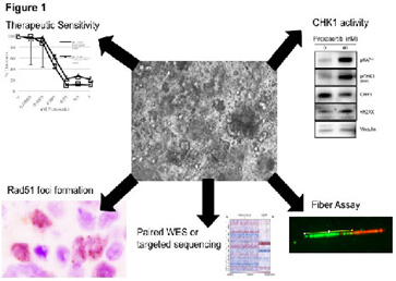 Therapeutic sensitivity, CHK1 activity, Rad51 foci formation, Paired WES or targeted sequencing, and Fiber Assay