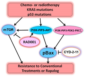 Proposed model of KRAS and p53 mutations or chemo-or radiotherapy-induced signaling networks that contribute to lung cancer treatment resistance.
