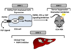 schematic of aims for Project 2