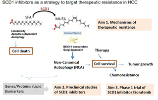 SCD1 inhibitors as a strategy to target therapeutic resistance in HCC