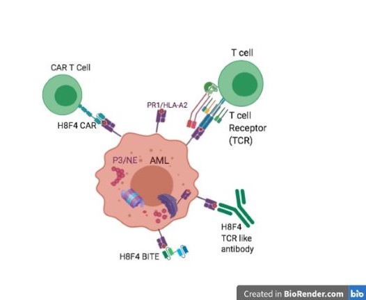 8F4 bi-specific antibody, targets PR1/HLA-A2-expressing AML cells. Herrmann et al Front Immunol. 2019