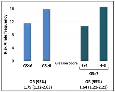 The rs2735839 SNP near the KLK3 gene can be used to stratify patients with Gleason score 7 disease.