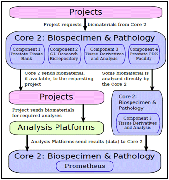 The various components of the Biospecimen and Pathology Core and its interactions with the projects and their related analyses.