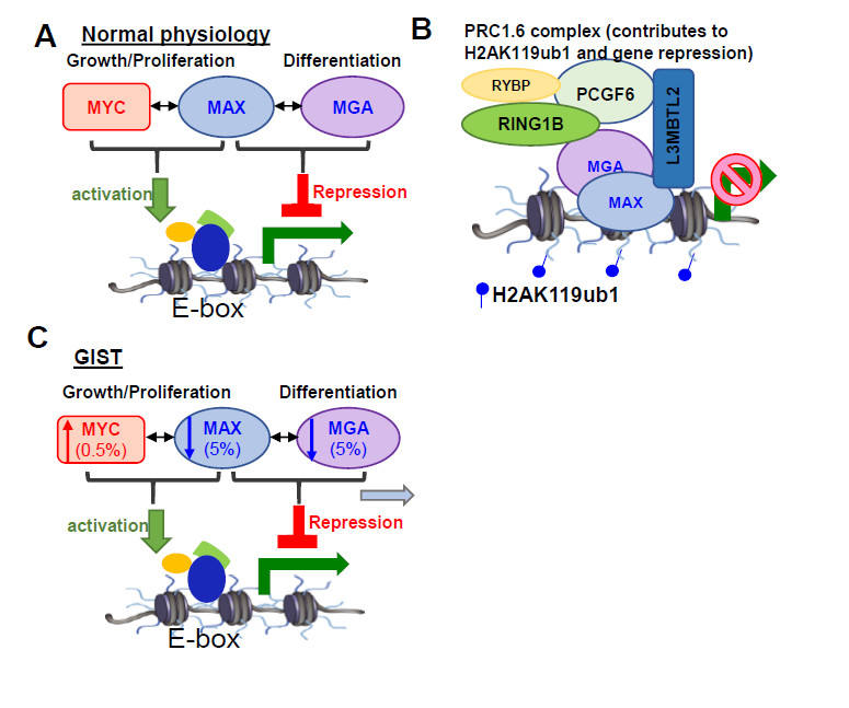 The KITETV1-positive feedback circuit in GIST is interrupted by targeting ETV1 via inhibition of KIT and MAPK signaling