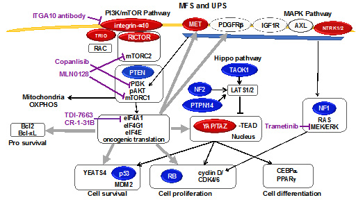 Schematic of CDK4 inhibitor (CDK4i)-induced senescence