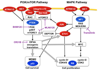 Model for tumorigenic signaling in MFS/UPS with ITGA10, MET, and ETV1 upregulation
