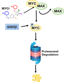 MYC inhibitor binds to MYC protein, inhibiting complex formation with MAX and recruitment to DNA binding sites