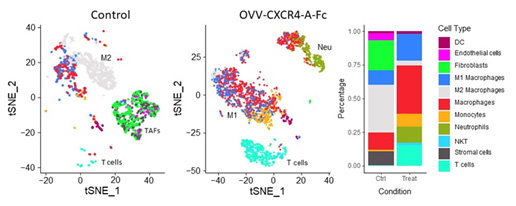 Graphical summary of reprograming the ovarian TME by treatment with CXCR4-A-Fc-armed oncolytic virotherapy analyzed by scRNAseq