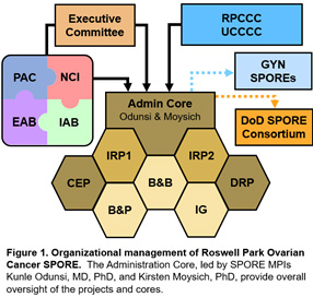 Figure 1. Organizational management of the spore.