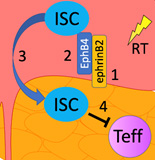 1) RT upregulates ephrinB2 on endothelial cells (EC). 2) EphB4 expressed on immunosuppressive cells (ISC=Tregs and TAMs) binds ephrinB2 on ECs promoting 3) ISC entry into the TME and 4) T effector cell (Teff) inhibition.