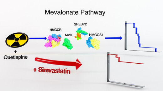 Figure for Project 3. Compared to radiation treatment alone, a combination of radiation and the dopamine receptor antagonist quetiapine significantly improves the median survival in mouse models of glioblastoma. At the same time, this combination treatment up-regulates gene expression of key enzymes in the mevalonate pathway with subsequent up-regulation of cholesterol biosynthesis. Targeting the rate-limiting enzyme in the mevalonate pathway, HMGCR (3-hydroxy-3-methylglutaryl-CoA reductase), using the statin simvatstain down-regulates cholesterol biosynthesis in glioma cells. A triple combination of radiation, quetiapine and simvastatin further improves median survival in mouse models of glioblastoma.