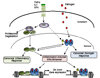 Model of Inflammation-based modulation of ER function