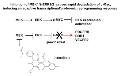 Inhibition of MEK1/2-ERK1/2 causes rapid degradation of c-Myc