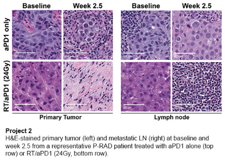 Inhibition of MEK1/2-ERK1/2 causes rapid degradation of c-Myc