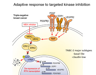 Adaptive response to targeted kinase inhibition