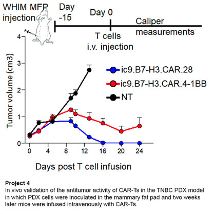 Project 4: In vivo validation of the antitumor activity of CAR-Ts in the TNBC PDX model in which PDX cells were inoculated in the mammary fat pad and two weeks later mice were infused intravenously with CAR-Ts