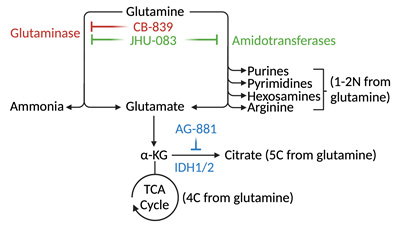 Glutamine metabolism in kidney cancer. Drugs and enzymes to be studied are shown in color. C, carbons and N, nitrogens arising from glutamine.