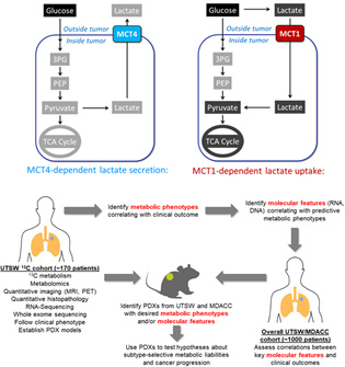Top, metabolic phenotypes in NSCLC include MCT4-mediated lactate secretion and MCT1-mediated lactate uptake.  Bottom, experimental and informatics workflow for Aim 1.  