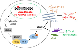 A. Replication stress targeting via Aurora Kinase inhibitors activates the STING pathway, leading to increased T-cell recruitment and PD-L1 levels.