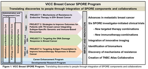 VICC Breast SPORE Program. Translating discoveries to people through integration of SPORE components and collaborations.