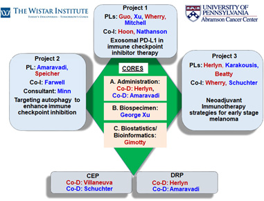 Organization of Spore projects, cores, CEP, and DRP