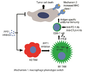 Mechanism 1. Macrophage phenotype switch