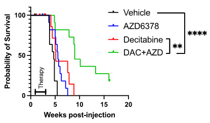 Project 2. Activating mutations in NOTCH pathway genes lead to increased c-Myc expression, which drives proliferation in T-ALL.