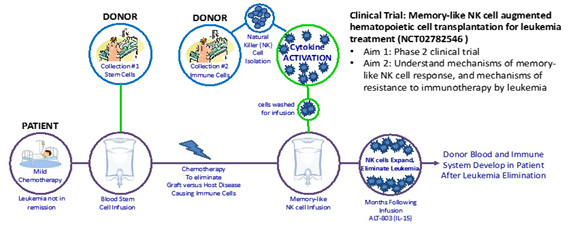Clinical trial schematic of Memory-like NK cell augmented hematopoietic cell transplantation for leukemia treatment