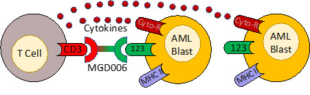 Project 6. CD123 x CD3 DART therapy to clear AML through both direct cytotoxic effects and by augmenting bystander immune responses through local cytokine production