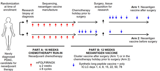 Figure 4. Schematic of phase 1 clinical trial design. Patients with newly diagnosed PDAC who are candidates for neoadjuvant chemotherapy are eligible for enrollment. Subjects will be randomized at the time of enrollment. Subjects will complete 4 months of neoadjuvant chemotherapy (mFOLFIRINOX), and will then be treated with a neoantigen vaccine following surgery (Arm 1), or neoantigen vaccine in the chemotherapy holiday prior to surgery (Arm 2). Subjects in Arm 2 will receive vaccine booster doses following surgery.