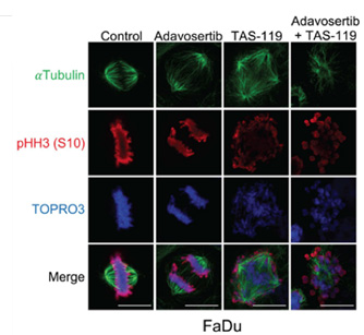 FaDu cells treated with adavosertib (inhibits WEE1), TAS119 (inhibits AURKA with high specificity), or combination. Adavosertib accelerates mitotic entry with accumulation in late mitosis. TAS119 leads to multipolar spindle formation and cell cycle arrest. Combination therapy precipitates mitotic catastrophe as cells with disrupted spindles enter mitosis which they are unable to complete.